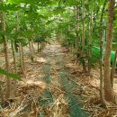 임마누엘농장 이미지