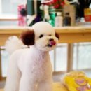 도그이살롱 이미지