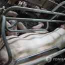 서해8농장 이미지