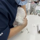 투게더동물병원 | 송파 동물병원 심장사상충하러 방문한 후기