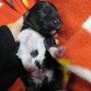 똥강아지 이미지