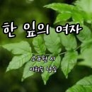 물푸레나무