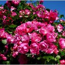 장미꽃길 1 이미지