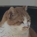 금동이네