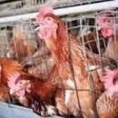 동일축산 이미지