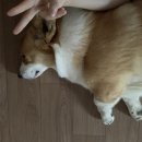 팡스