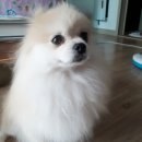 태산 우리동물병원 네이버블로그