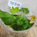 들꽃물꽃