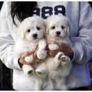 퍼피로운 이미지