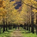 은행나무 이미지