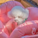 풍기동물병원 이미지