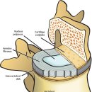 요추(Lumbar Spine)의 해부학 이론 이미지
