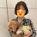 강서구/발산 애견동반 카페 여의도/더현대 서울 가방투어 바빴지만 행복했던 토요일