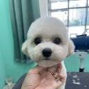 멍블리 펫살롱 이미지