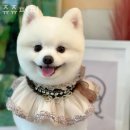 쥬쥬퍼피 이미지