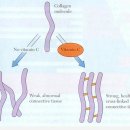 관절연골(articular cartilage)의 생체역학 이미지