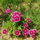 영미민박 이미지