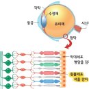 빛의 소나타 이미지