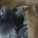 삐약이PC 이미지