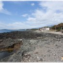 방울풍뎅이 이미지