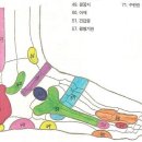 발(발바닥,발등) 혈자리 지압의 대증요법 이미지