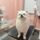 몽실몽실애견미용 네이버블로그