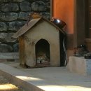 황금개구리 이미지