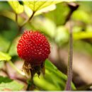 칠십리공원 이미지