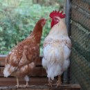 대류농장 이미지