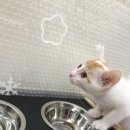 Jpet동물병원 이미지