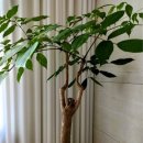 행복나무 이미지