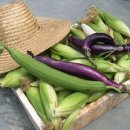 오늘의반찬 이미지