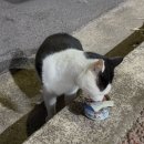 중화2동주민센터 북카페 | 제주도 북카페 스탭의 동쪽여행 (우도, 종달리, 세화, 월정리) / 마음스테이와 시타북빠