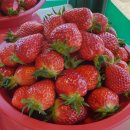 쌍림농장 이미지