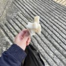 달구벌떡집