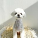 조아하멍 이미지