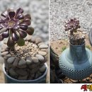 샛별글램핑 이미지