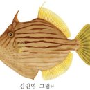 어류도감 - 복어目 - 쥐치科 - 쥐치 이미지