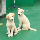 똥강아지 이미지