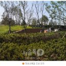 서울망원초등학교 Daum카페