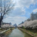 계양경기장 주경기장 | [인천/계양구] 매년 가는 인천 벚꽃 명소, 서부간선수로 벚꽃 산책 후기(개화 상태)