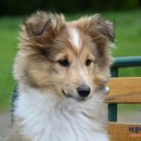 동물병원 이야기 이미지