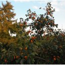 와우2리 이미지