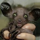 괴물 신드롬 이미지