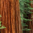 레드우드 이미지