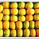 웰빙농장2 이미지