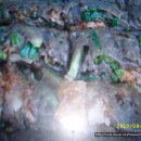 강릉메밀막국수 이미지