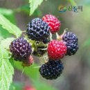 반월-7 이미지