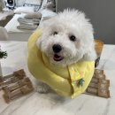 시현펫살롱 이미지