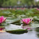 나무와 해(海) 이미지